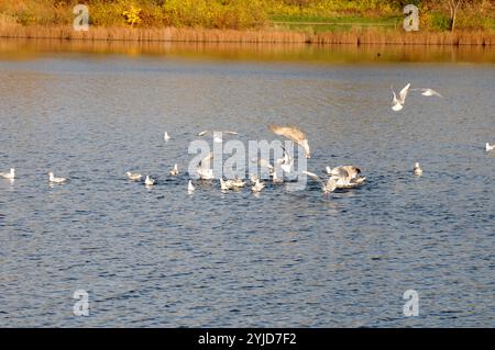 Kopenhagen/Dänemark/14. November 2024/Schwäne und Ucks und andere Wildvögel schwimmen im Teich. (Foto. Francis Joseph Dean/Dean Pictures) (nicht für kommerzielle Zwecke) Stockfoto