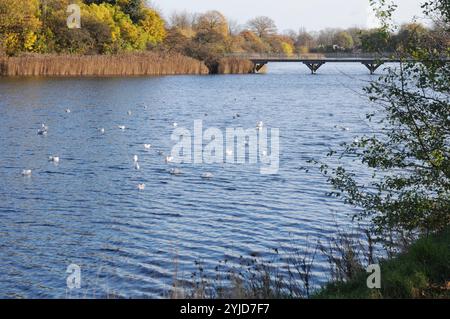 Kopenhagen/Dänemark/14. November 2024/Schwäne und Ucks und andere Wildvögel schwimmen im Teich. (Foto. Francis Joseph Dean/Dean Pictures) (nicht für kommerzielle Zwecke) Stockfoto