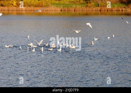 Kopenhagen/Dänemark/14. November 2024/Schwäne und Ucks und andere Wildvögel schwimmen im Teich. (Foto. Francis Joseph Dean/Dean Pictures) (nicht für kommerzielle Zwecke) Stockfoto