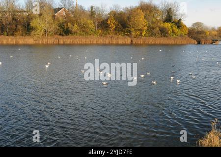 Kopenhagen/Dänemark/14. November 2024/Schwäne und Ucks und andere Wildvögel schwimmen im Teich. (Foto. Francis Joseph Dean/Dean Pictures) (nicht für kommerzielle Zwecke) Stockfoto