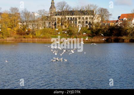 Kopenhagen/Dänemark/14. November 2024/Schwäne und Ucks und andere Wildvögel schwimmen im Teich. (Foto. Francis Joseph Dean/Dean Pictures) (nicht für kommerzielle Zwecke) Stockfoto