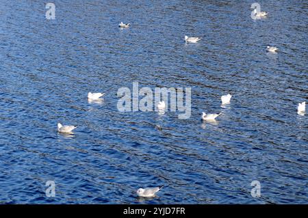 Kopenhagen/Dänemark/14. November 2024/Schwäne und Ucks und andere Wildvögel schwimmen im Teich. (Foto. Francis Joseph Dean/Dean Pictures) (nicht für kommerzielle Zwecke) Stockfoto