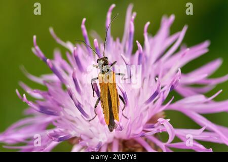 Oedemera femorata - falscher Blasenkäfer - Weibchen auf einem lila braunen Knapweed Stockfoto