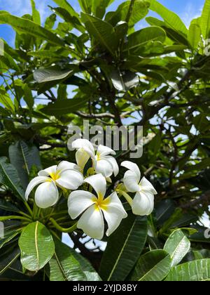 Nahaufnahme der weißen, duftenden Plumeria-Blüten in Hawaii. Die Blüten sind von dunkelgrünen Blättern umgeben, von denen Sonnenlicht durch die Blätter scheint. Stockfoto