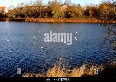 Kopenhagen/Dänemark/14. November 2024/Schwäne und Ucks und andere Wildvögel schwimmen im Teich. Foto. Bilder von Francis Joseph Dean/Dean sind nicht für kommerzielle Zwecke bestimmt Stockfoto