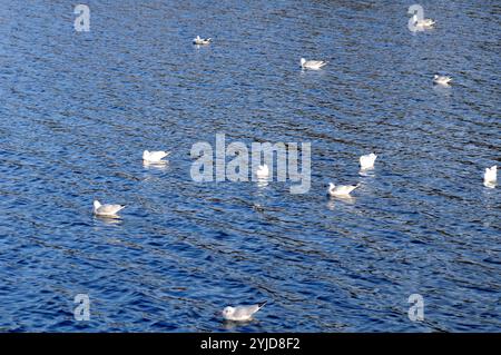 Kopenhagen/Dänemark/14. November 2024/Schwäne und Ucks und andere Wildvögel schwimmen im Teich. Foto. Bilder von Francis Joseph Dean/Dean sind nicht für kommerzielle Zwecke bestimmt Stockfoto