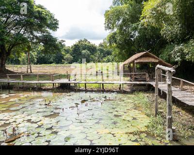 Die Holzbrücke umgibt den Teich mit dem Lotus in der Nähe der Lokalbahn, Vorderansicht mit dem Kopierraum. Stockfoto