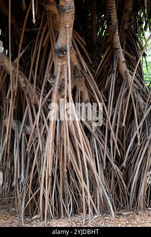 Schraubenpalme (Pandanus baptistii) ist ein in Asien heimischer Sträucher. Details aus der Luftwurzel. Stockfoto