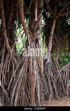 Schraubenpalme (Pandanus baptistii) ist ein in Asien heimischer Sträucher. Details aus der Luftwurzel. Stockfoto