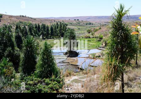 Pandanus variabilis wächst am Ufer des Isalo National Park, Madagaskar. Stockfoto