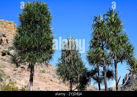 Pandanus variabilis ist ein kleiner Baum, der in Madagaskar endemisch ist. Dieses Foto wurde im Isalo-Nationalpark in Madagaskar aufgenommen. Stockfoto