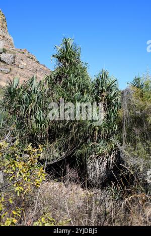 Pandanus variabilis ist ein kleiner Baum, der in Madagaskar endemisch ist. Dieses Foto wurde im Isalo-Nationalpark in Madagaskar aufgenommen. Stockfoto