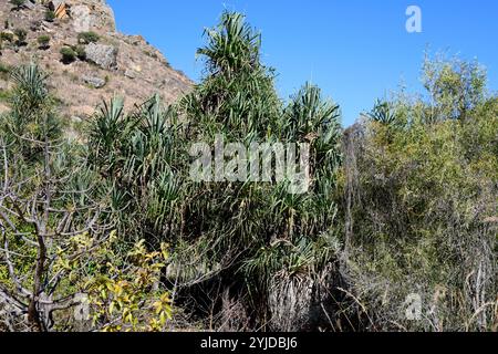 Pandanus variabilis ist ein kleiner Baum, der in Madagaskar endemisch ist. Dieses Foto wurde im Isalo-Nationalpark in Madagaskar aufgenommen. Stockfoto