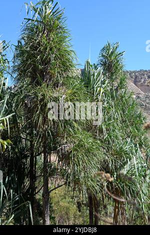 Pandanus variabilis ist ein kleiner Baum, der in Madagaskar endemisch ist. Dieses Foto wurde im Isalo-Nationalpark in Madagaskar aufgenommen. Stockfoto