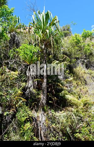 Pandanus variabilis ist ein kleiner Baum, der in Madagaskar endemisch ist. Dieses Foto wurde im Isalo-Nationalpark in Madagaskar aufgenommen. Stockfoto