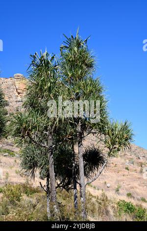 Pandanus variabilis ist ein kleiner Baum, der in Madagaskar endemisch ist. Dieses Foto wurde im Isalo-Nationalpark in Madagaskar aufgenommen. Stockfoto