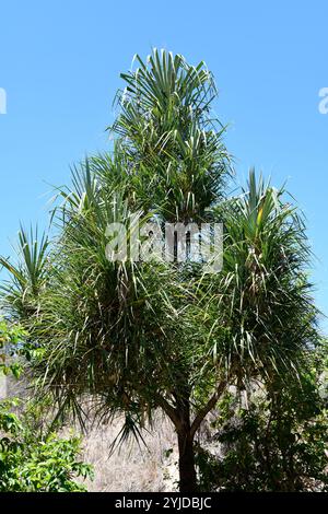 Pandanus variabilis ist ein kleiner Baum, der in Madagaskar endemisch ist. Dieses Foto wurde im Isalo-Nationalpark in Madagaskar aufgenommen. Stockfoto