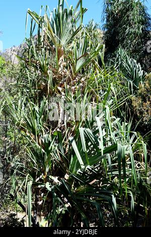 Pandanus variabilis ist ein kleiner Baum, der in Madagaskar endemisch ist. Dieses Foto wurde im Isalo-Nationalpark in Madagaskar aufgenommen. Stockfoto