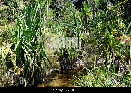 Pandanus variabilis ist ein kleiner Baum, der in Madagaskar endemisch ist. Dieses Foto wurde im Isalo-Nationalpark in Madagaskar aufgenommen. Stockfoto