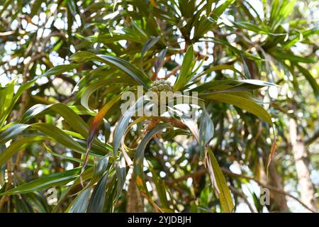 Pandanus variabilis ist ein kleiner Baum, der in Madagaskar endemisch ist. Fruchtdetail. Dieses Foto wurde in Madagaskar aufgenommen. Stockfoto