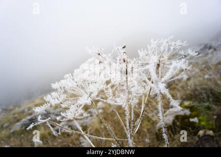 Regenschirmpflanzen bedeckt mit Eiskristallen, Nahaufnahme. Saisonale Spezifität: Blumen mit Raureif am Berghang. Die Natur im Prokletije Stockfoto