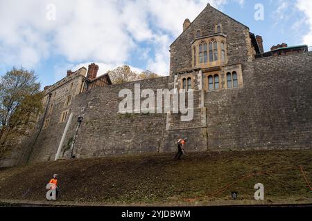 Windsor, Berkshire, Großbritannien. November 2024. Bauunternehmer hämmerten heute das Gras an den Hängen über der Mauer um Windsor Castle in Berkshire. Einige von ihnen wurden durch Takelage aufgrund der Höhe der Stufenneigung gehalten. Quelle: Maureen McLean/Alamy Live News Stockfoto