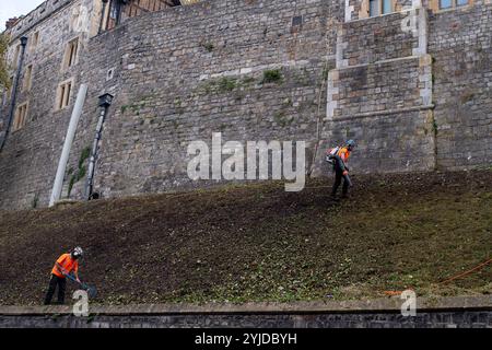 Windsor, Berkshire, Großbritannien. November 2024. Bauunternehmer hämmerten heute das Gras an den Hängen über der Mauer um Windsor Castle in Berkshire. Einige von ihnen wurden durch Takelage aufgrund der Höhe der Stufenneigung gehalten. Quelle: Maureen McLean/Alamy Live News Stockfoto