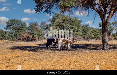 Dorf afrikanische Kühe Rinder und Stiere ruhen im Schatten eines Baumes auf dem Ackerland Stockfoto