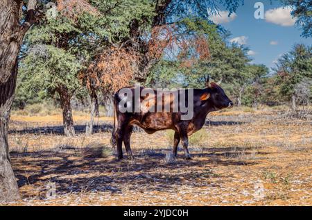 Dorf afrikanischer Rinder Ngudi Stier, der im Schatten eines Baumes auf dem Bauernhof im Hinterland ruht Stockfoto