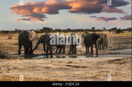 Elefantenherde am Wasserloch bei Sonnenuntergang in Kasane, Okavango Delta, Botswana Stockfoto