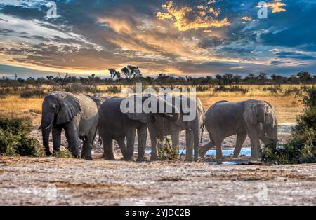 Kasane, Okavango Delta, Botswana Elefantenherde trinken Wasser am Wasserloch im afrikanischen Busch, Sonnenuntergang Stockfoto