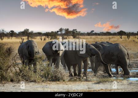 Elefantenherde trinken Wasser am Wasserloch im afrikanischen Busch, Sonnenuntergang in Kasane, Okavango Delta, Botswana Stockfoto