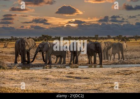 Elefanten am Wasserloch bei Sonnenuntergang in Kasane, Okavango Delta, Botswana Stockfoto