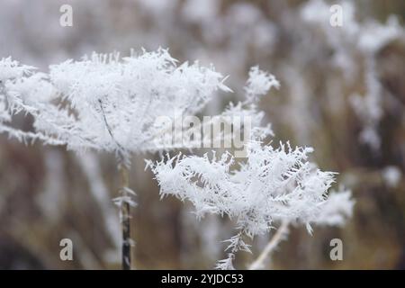 Frostiger Morgen auf dem Land: Gefrorene umbellate Blumen. Winteratmosphäre im Prokletije Nationalpark: Frostbedeckte Pflanzen auf dem Feld. Stockfoto