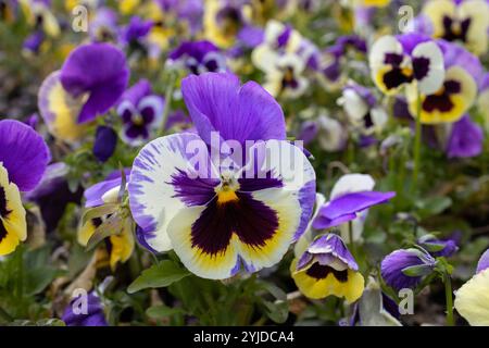 Viele lila gelbe - weiße Stiefmütterchen Blumen im Garten auf einem Blumenbeet. Zarte Blumen, Blumenbeetdekoration. Die Schönheit der Natur, die Flora. Blumenbär Stockfoto