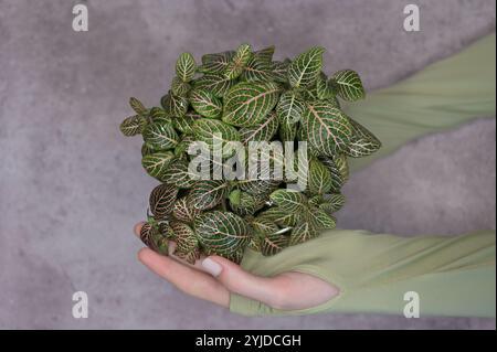 Ansicht von oben Fittonia rosa-grüne Pflanze in den Händen einer Frau, Finger berühren die Blätter, Beton hellgrauer Hintergrund Stockfoto