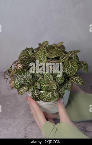 Fittonia rosa-grüne Pflanze in einem weißen welligen Topf in den Händen einer Frau, hellgrauer Betonhintergrund Stockfoto