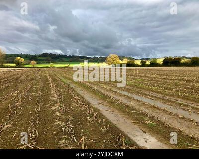 Sturmwolken über dem wasserdurchfluteten Feld von Maisstoppeln mit Sonnenlicht auf einem Hügel im Hintergrund, East Chinnock, Somerset, England Stockfoto