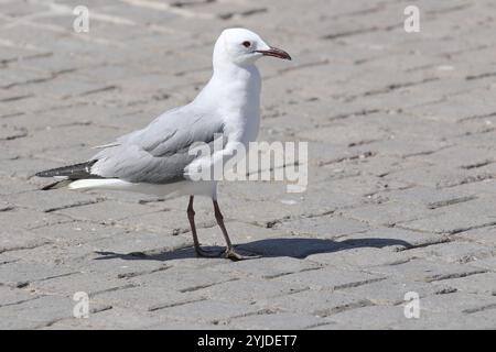 Hartlaubmöwe oder Königsmöwe - Chroicocephalus hartlaubii Stockfoto