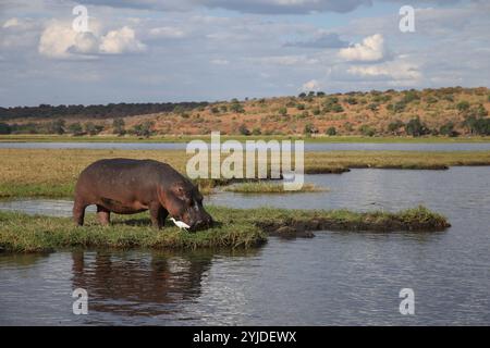 Hippopotamus mit Rinderreiher - Hippopotamus amphibius Stockfoto