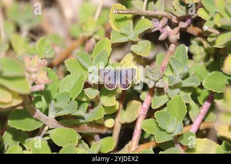 Afrikanischer Gras Blauer Schmetterling männlich - Zizeeria knysna Stockfoto