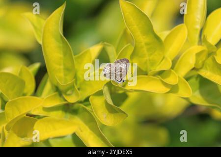 Gewöhnliches Zebra Blue oder lang's kurzschwänziges blaues Schmetterling Weibchen - Leptotes pirithous Stockfoto