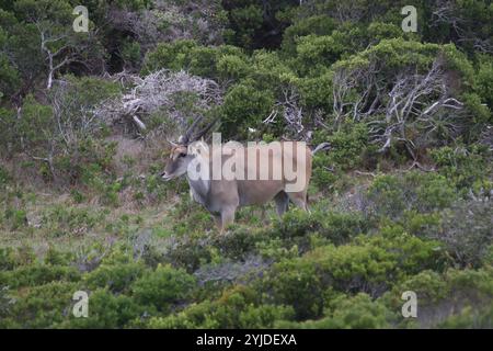 Eland oder Eland Antilope - Taurotragus oryx Stockfoto