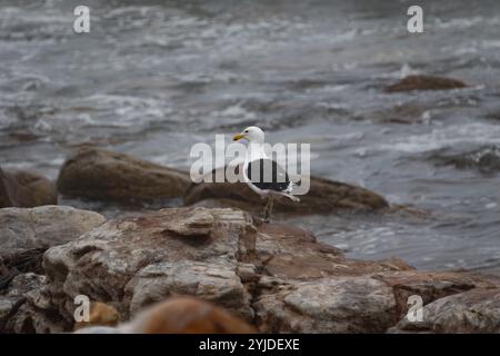 Seetangmöwe oder Dominikanische Möwe - Larus dominicanus Stockfoto