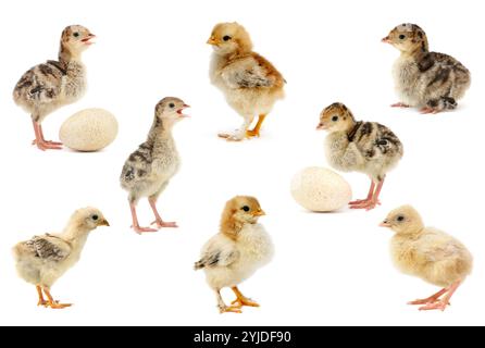 Große Sammlung von Hühnern und Puten isoliert auf weißem Hintergrund. Stockfoto