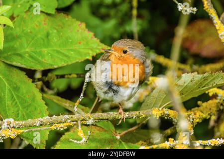 Ein Rotkehlchen Erithacus rubecula sitzt in einem Baum auf einem AST. Baden Württemberg, Deutschland ein Rotkehlchen sitzt auf einem AST *** Ein robin Erithacus rubecula sitzt in einem Baum auf einem Ast Baden Württemberg, Deutschland Ein robin sitzt auf einem Ast Stockfoto