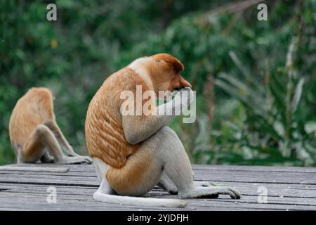 Proboscis Affe im Borneo Regenwald Sandakan Malaysia Stockfoto