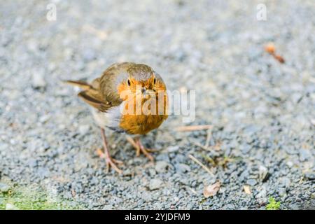 Ein Rotkehlchen Erithacus rubecula sitzt auf einem Weg. Baden Württemberg, Deutschland ein Rotkehlchen sitzt auf der Erde *** Ein robin Erithacus rubecula sitzend auf einem Weg Baden Württemberg, Deutschland Ein rotkehlchen sitzend auf dem Boden Stockfoto