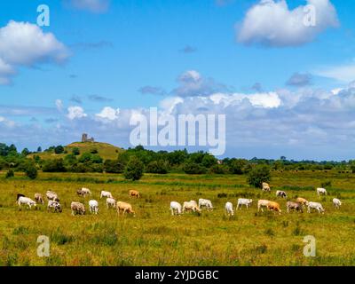 Rinder weiden auf einem Feld in der Nähe von Burrow Mump, einem Hügel und einer historischen Stätte in Burrowbridge in Somerset im Südwesten Englands, Großbritannien. Stockfoto