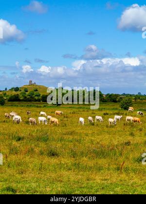 Rinder weiden auf einem Feld in der Nähe von Burrow Mump, einem Hügel und einer historischen Stätte in Burrowbridge in Somerset im Südwesten Englands, Großbritannien. Stockfoto